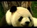 Bearry White