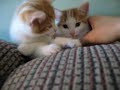 The Story Of The Cutest Kittens In The World