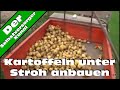 Kartoffeln unter Stroh anbauen die erste Ernte.asf