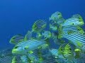 Diving Maldives Kuredu islands water 2004