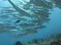 Diving Maldives Kuredu islands water 2004