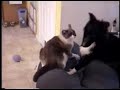 Sheltie dog vs. Siamese cat fight (2) Sheltie dog vs. Siamese cat fight (2)