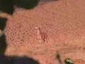 MILK RIVER DEER BOW HUNT IN MONTANA