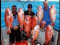 Awesome Fishing Charter !! Great Barrier Reef!!