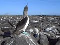Ecuador: Galapagos Islands 2