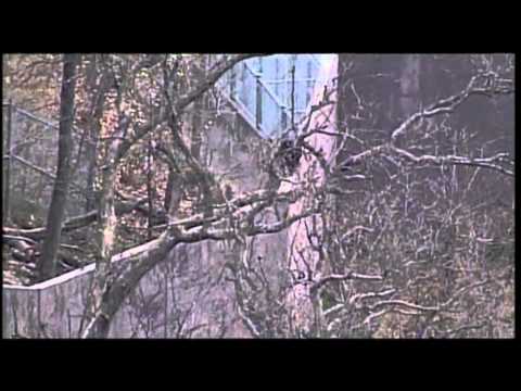 Chimps on Loose at Kansas City Zoo