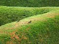oiseaux