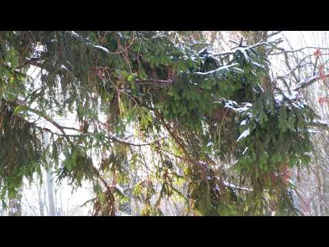 Барановичи день за днем. 30.01.26.