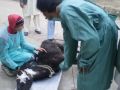 Gomal university veterinary college di khan.