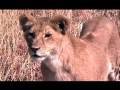 Serengeti, Ngorongoro Crater, and Lake Manyara in Tanzanian