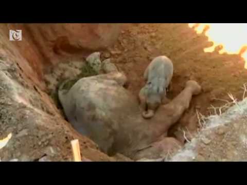 Heartbreaking scene as baby elephant tries to 'wake up' dying mother 