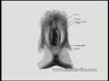The clitoris: forbidden pleasure / Clitoris ce cher inconnu