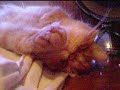 O Gatinho Kal-El
