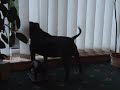 NUFC GEORDIE DOG  ( DIRTY MACKEMS )