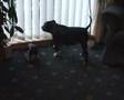NUFC GEORDIE DOG ( DIRTY MACKEMS )