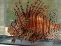 124 - Lionfish: Estuary Invaders?