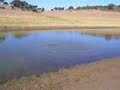 carpa com escaravelho