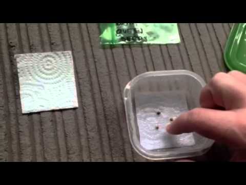 how to transplant weed sprouts