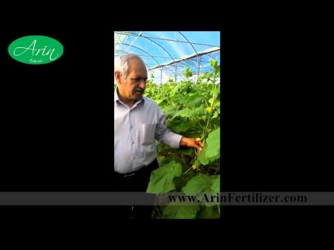how to fertilize cucumber flowers