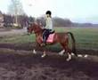 videos de Tuigpaard Tanja 2