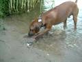 Simba digging a water hole Simba digging a water hole