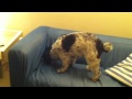 Confused dog burying a bone