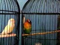 Lovebird Jaran Goyang