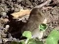 Turd Furguson Turd Furguson