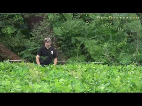 how to grow soybeans