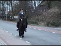 rijden met Nienke de shetlander
