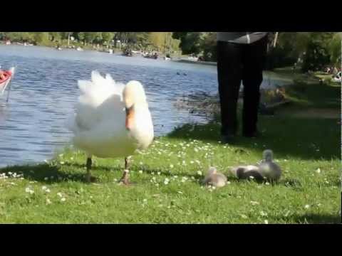 Image de prévisualisation YouTube