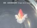 videos de [親魚 優勝]2005年度 第33回トサキン保存会（土佐錦品評会）：信田 一志氏持魚