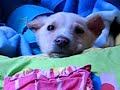 Diario de bebe perrito en busca de hogar