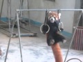 red panda show - YouTube