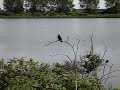 Red winged Blackbird