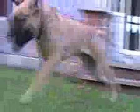 bull mastiff