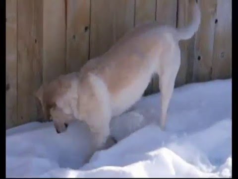 12 year old labrador opening Christmas gift