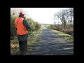 Chasse Dans Un Parc Sanglier Et Meute D Anglos