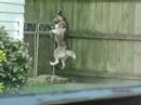 Huskies are Escape Artists
