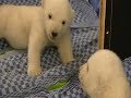 Polar Bear Cub 