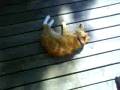 Griner kat.MP4