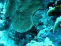 Juvenial Trunk Fish