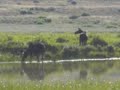 Two moose Two moose