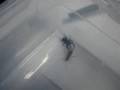 Spider Vs Large Cricket