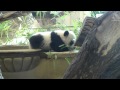 Baby Panda Face Plant