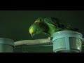 Cardozo, here you are from the free flying Amazon jungle to a cage in Utah--albeit an open door cage with a fine master. Do not feel sad, Cardozo. Millions of voters have also been put into an invisible cage. It is a corporate-dominated two-party cage with no open door unless they break out and vote for Nader/Gonzalez. They stand specific and tall for justice, peace and freedom within a competitive democracy. Filmed in Salt Lake City, UT, by Doug Monroe and Rhea Gavryhttp://www.votenader.org