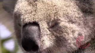 Koala Hospital Documentary