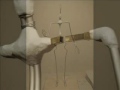 Human anatomical figure Human anatomical figure
