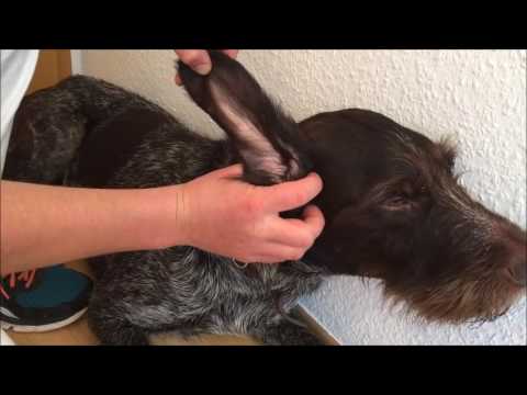 Wie reinige ich das Ohr beim Hund? Das Ohr stressfrei putzen.