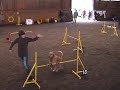 Agility Wintercup �08 November Jumping 2